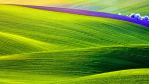 Idyllic Spring Fields In Full Bloom Wallpaper