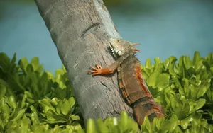 Iguana Climbing Tree Wallpaper