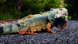 Iguana Cute Animal Crossing Asphalt Road Wallpaper