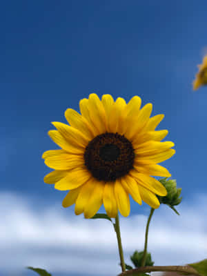 Illuminate Your Day With The Sunflower Phone! Wallpaper