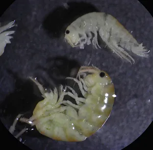 Illuminated Amphipod In Deep Ocean Exploration Wallpaper