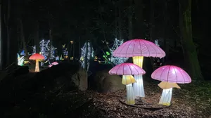 Illuminated Mushrooms Woodland Park Zoo Wallpaper