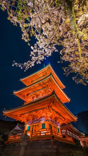 Illuminated_ Pagoda_with_ Cherry_ Blossoms_ Night_ Scene Wallpaper