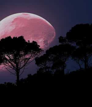 Illuminating The Night - Strawberry Moon 2019 Wallpaper