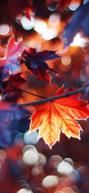 Image A Bright Red And Orange Autumn Leaf Wallpaper