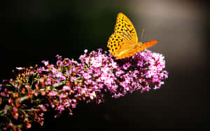 Image A Captivating Shot Of A Lush Botanical Garden Wallpaper