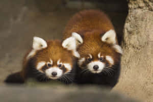 Image A Cute Red Panda Smiles At The Camera Wallpaper