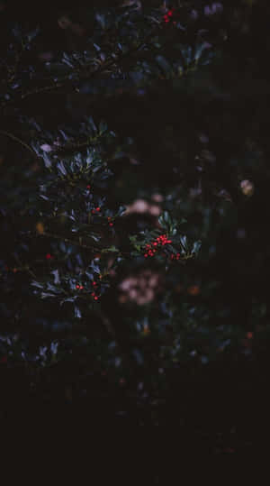 Image A Dark Autumn Scene With Foliage And A Path Wallpaper