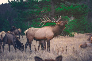 Image A Herd Of Deer Walking In A Field Wallpaper