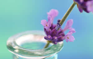 Image A Lavender Blue Field Of Flowers On A Sunny Day Wallpaper