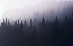 Image A Misty, Enchanting Forest Wallpaper