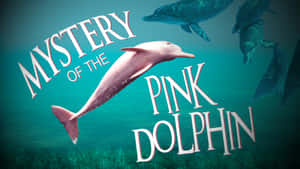 Image A Pink Dolphin Swimming In An Ocean. Wallpaper