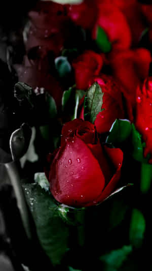 Image A Pink Rose In Full Bloom Surrounded By Lush Green Foliage Wallpaper