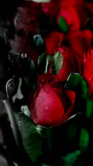 Image A Pink Rose In Full Bloom Surrounded By Lush Green Foliage Wallpaper