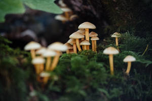 Image A Small Mushroom Surrounded By Moss. Wallpaper