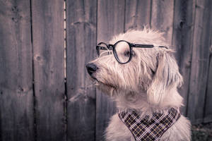 Image A Smart Dog In Glasses Wallpaper