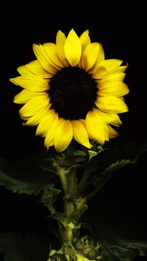 Image A Striking Black Sunflower Wallpaper