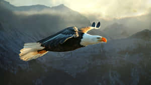 Image A Stunning American Eagle Soaring In The Sky Wallpaper