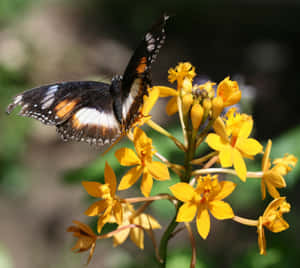 Image A Stunning Display Of Butterflies At Butterfly Zoo Wallpaper