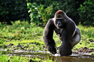 Image An Adorable Baby Gorilla Enjoying His Time In Nature Wallpaper