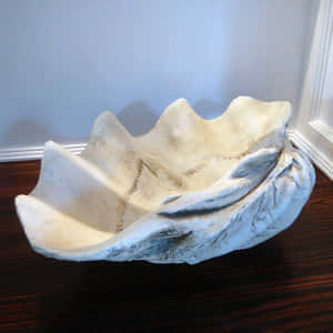 Image An Opened Clam Shell Wallpaper