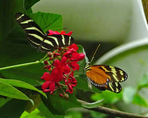 Image Beautiful Butterflies At Butterfly Zoo Wallpaper