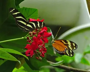 Image Beautiful Butterflies At Butterfly Zoo Wallpaper