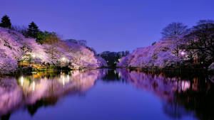 Image Beautiful Sakura Tree Reflected In A Calm Lake Wallpaper