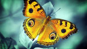 Image Beauty Of A Yellow Butterfly Wallpaper