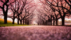 Image Bright, Pink Cherry Blossoms Blooming In The Spring Wallpaper