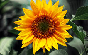 Image Bright Yellow Sunflower In Vibrant Field Wallpaper