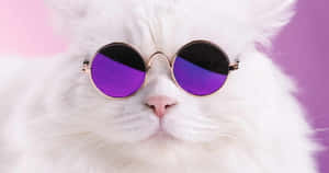 Image Enjoy Accessorizing Your Look With Stylish Purple Accessories Wallpaper