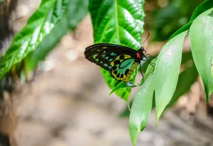 Image Enjoy The Beauty Of The Butterfly Zoo Wallpaper