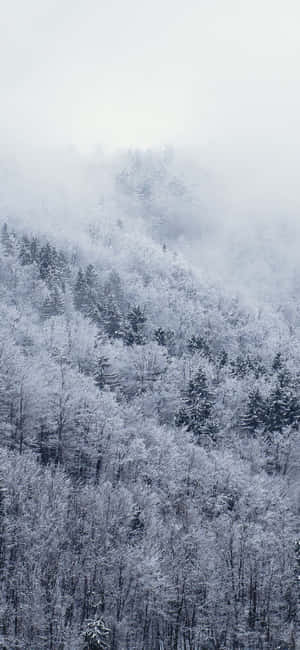 Image Explore The White Winter Wonderland With The Snow Iphone Wallpaper