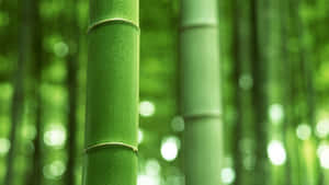 Image Green Bamboo: Earthy And Natural Wallpaper