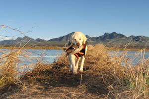 Image Happy Hunting Dog With Its Prize Wallpaper