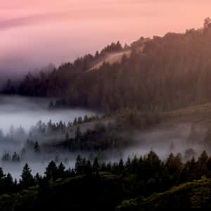 Image Misty Mornings In The Forest Wallpaper