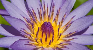 Image “motivational Quote In The Mountains Of Austria” Wallpaper