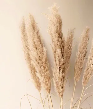 Image Pampas Grass Blowing In The Breeze. Wallpaper