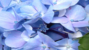 Image Periwinkle Blue – A Color That Inspires Calm And Tranquility Wallpaper