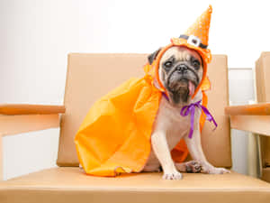 Image Pets Dressed In Their Best Halloween Costumes Wallpaper