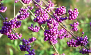 Image Purple Berries In The Sunlight Wallpaper