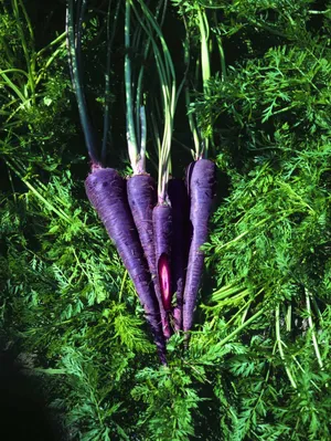 Image “purple Carrots Make A Healthy And Colourful Choice” Wallpaper