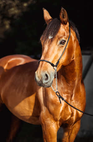 Image Saddle Up - All Ready For A Day Of Fun! Wallpaper