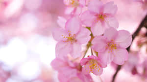 Image Sakura Desktop Pc For Gaming And Creative Work Wallpaper