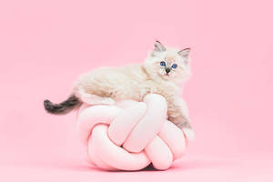Image Sweet Pink Cat In A Chair Wallpaper