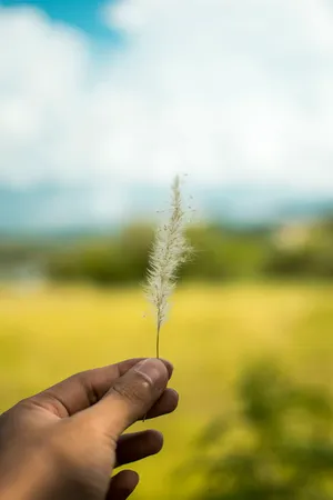 Image Tall Pampas Grass Plant Thrive In Outdoor Setting Wallpaper