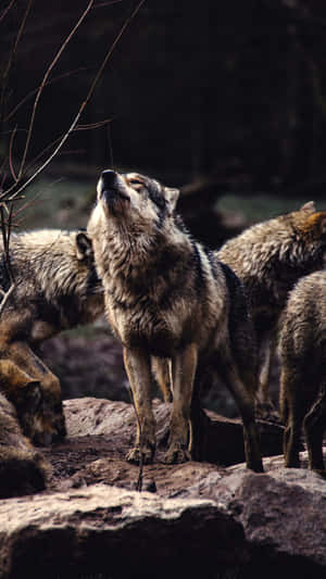 Image Two Adorable Wolves Snuggling On The Forest Floor Wallpaper