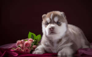 Image Two Sweet Pink Puppies Drinking From Water Bowls Wallpaper