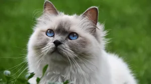 Image Vintage Bicycle By Bridgeside Beach Wallpaper